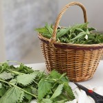 Как проводить полоскание горла Ротоканом ребенку по инструкции по применению Как проводить полоскание горла Ротоканом ребенку по инструкции по применению