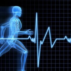 Частота пульса здорового человека Частота пульса здорового человека