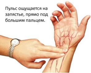 Частота пульса здорового человека Частота пульса здорового человека