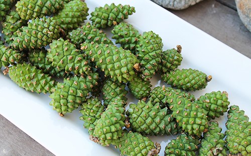 Использование сосновых шишек в лечении инсульта Использование сосновых шишек в лечении инсульта