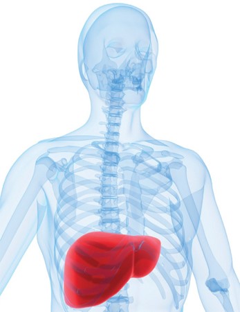 Средства для профилактики заболеваний печени Средства для профилактики заболеваний печени