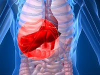 Что такое энзимы печени, их диагностическая ценность и нормальные показатели? Что такое энзимы печени, их диагностическая ценность и нормальные показатели?