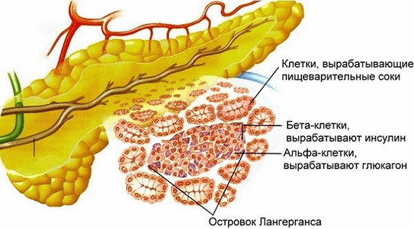 Жизнь после удаления поджелудочной железы Жизнь после удаления поджелудочной железы