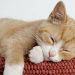 Стоит ли волноваться из-за черных крупинок в кале Стоит ли волноваться из-за черных крупинок в кале