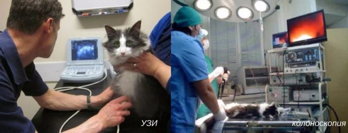 Стоит ли волноваться из-за черных крупинок в кале Стоит ли волноваться из-за черных крупинок в кале