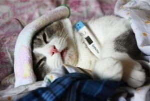 Стоит ли волноваться из-за черных крупинок в кале Стоит ли волноваться из-за черных крупинок в кале