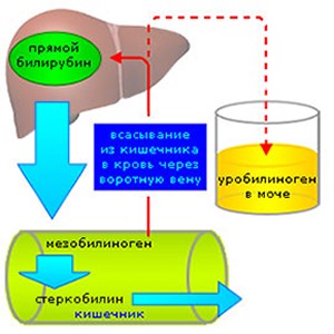 Что значит уробилиноген в моче Что значит уробилиноген в моче
