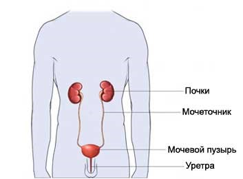 Урография почек с применением контрастного вещества и без: подготовка, отзывы, как проходит Урография почек с применением контрастного вещества и без: подготовка, отзывы, как проходит