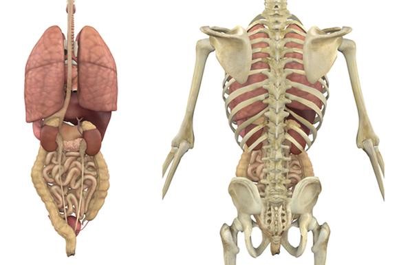 Где находится аппендицит у человека и с какой стороны болит Где находится аппендицит у человека и с какой стороны болит