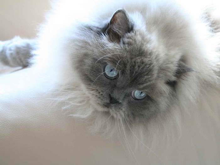 Запор у кота Запор у кота