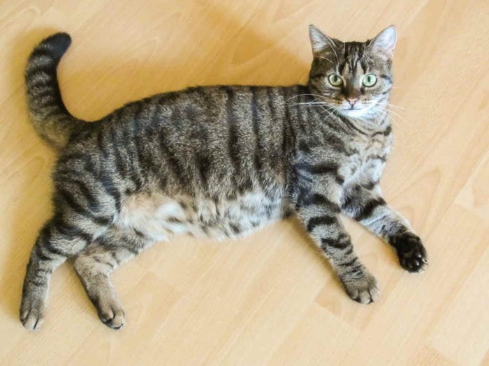 Запор у кота Запор у кота