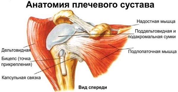 Симптомы и способы лечения защемления нерва в плечевом суставе Симптомы и способы лечения защемления нерва в плечевом суставе