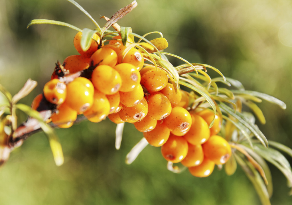 Облепиховое масло – бальзам от ста бед Облепиховое масло – бальзам от ста бед