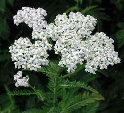 Гастрит с пониженной кислотностью лечение медикаментами