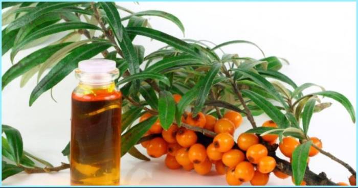 как принимать масло облепиховое при гастрите