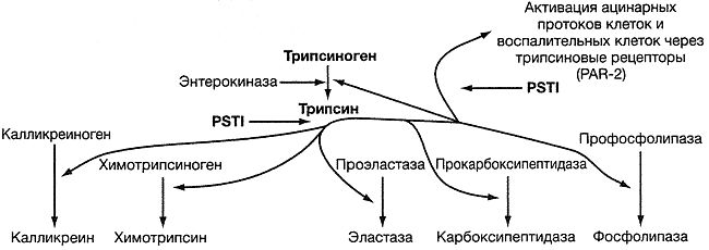 Пути активации проферментов и протеаз-активируемого рецептора PAR-2 трипсином Пути активации проферментов и протеаз-активируемого рецептора PAR-2 трипсином