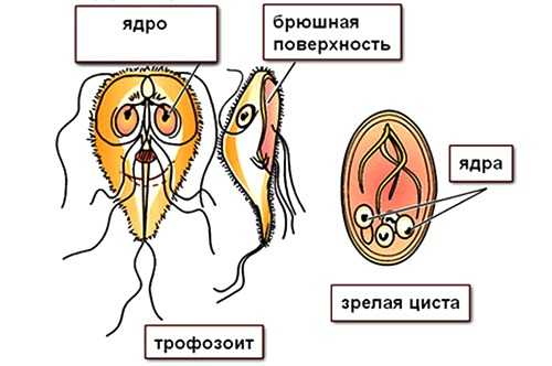 Формы лямблий
