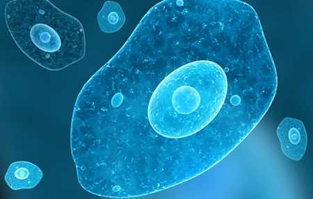 Амебы в желчном пузыре