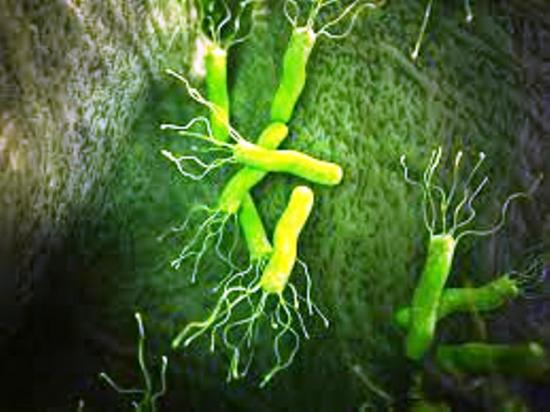 хеликобактер пилори