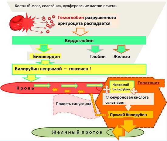 Как образуется прямой и непрямой билирубин