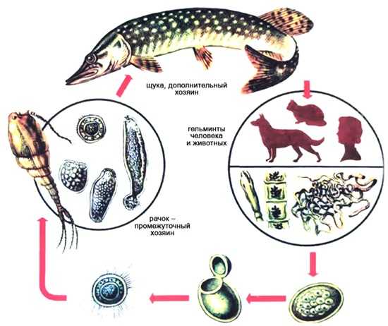 Цикл развития кошачьей двуустки