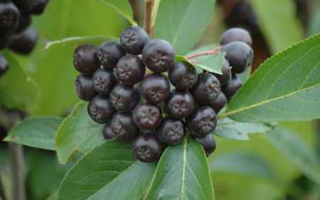 Черноплодная рябина Кисель из черноплодной рябины