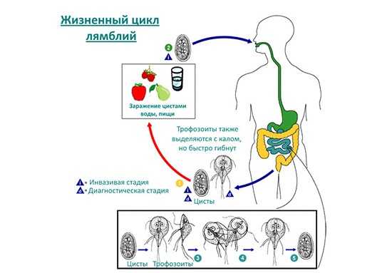 Жизненный цикл лямблий