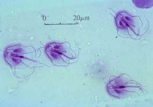 Подвижные лямблии под микроскопом