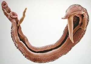 Шистосома внешний вид