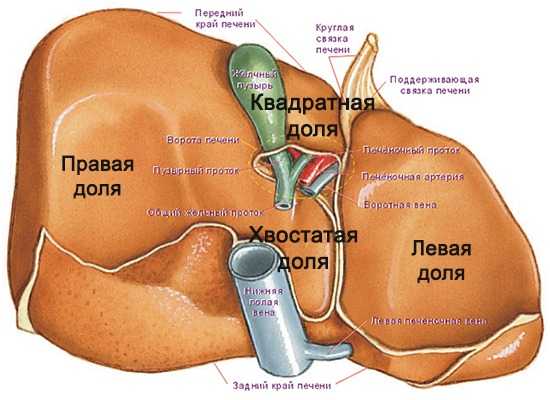 Строение печени доли