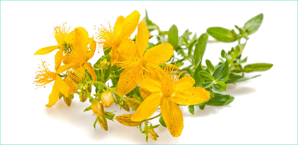 Зверобой Зверобой