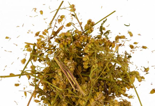 Тысячелистник сушёный