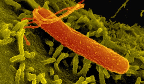 хеликобактер пилори